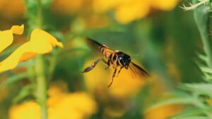 Extreme close up of bee in flight against a background of yellow flowers and greenery in soft focus.